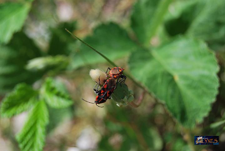 lygaeus equestris in accoppiamento.JPG